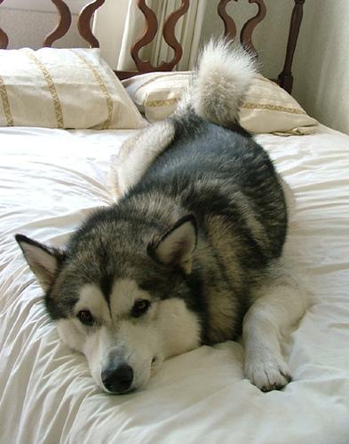 https://images.dog.ceo/breeds/malamute/n02110063_6458.jpg