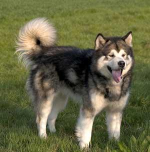 https://images.dog.ceo/breeds/malamute/n02110063_650.jpg