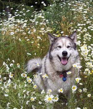 https://images.dog.ceo/breeds/malamute/n02110063_6518.jpg