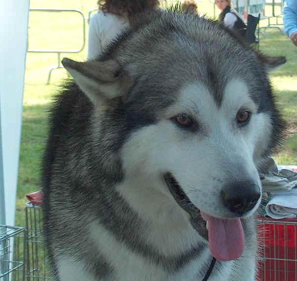 https://images.dog.ceo/breeds/malamute/n02110063_7198.jpg