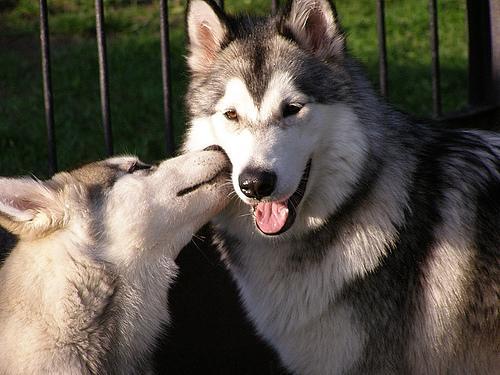 https://images.dog.ceo/breeds/malamute/n02110063_7630.jpg