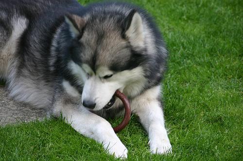 https://images.dog.ceo/breeds/malamute/n02110063_7911.jpg