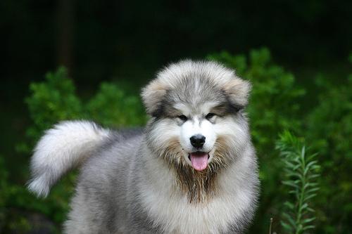 https://images.dog.ceo/breeds/malamute/n02110063_798.jpg