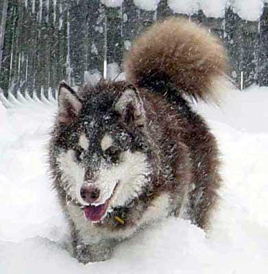 https://images.dog.ceo/breeds/malamute/n02110063_8019.jpg