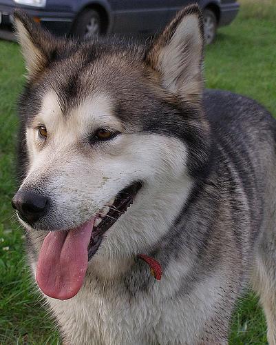 https://images.dog.ceo/breeds/malamute/n02110063_8977.jpg