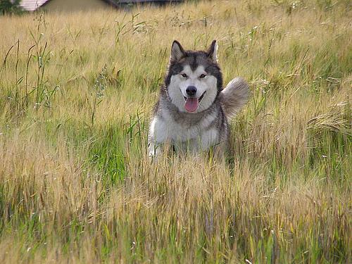 https://images.dog.ceo/breeds/malamute/n02110063_9360.jpg