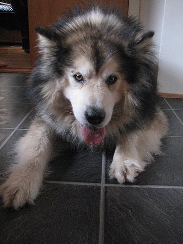 https://images.dog.ceo/breeds/malamute/n02110063_9496.jpg