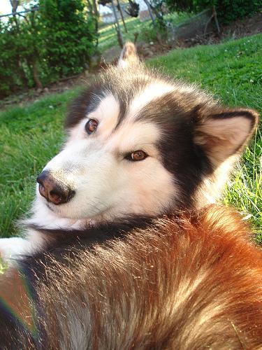 https://images.dog.ceo/breeds/malamute/n02110063_9861.jpg