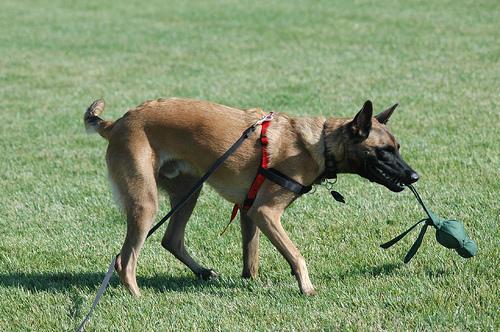 https://images.dog.ceo/breeds/malinois/n02105162_10076.jpg