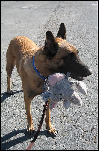 https://images.dog.ceo/breeds/malinois/n02105162_10640.jpg