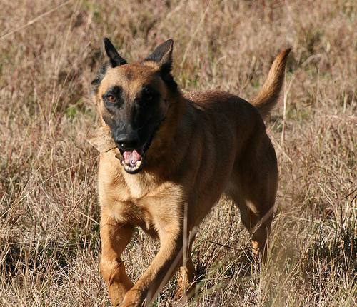 https://images.dog.ceo/breeds/malinois/n02105162_1378.jpg