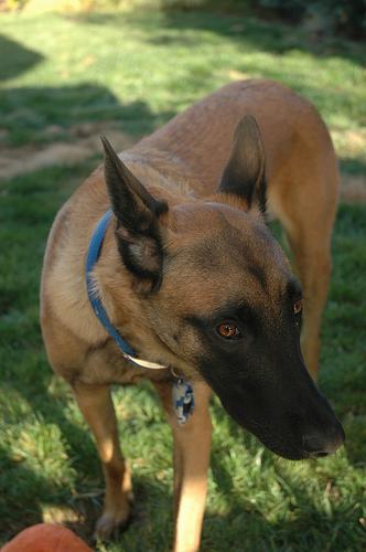 https://images.dog.ceo/breeds/malinois/n02105162_154.jpg