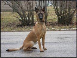 https://images.dog.ceo/breeds/malinois/n02105162_175.jpg