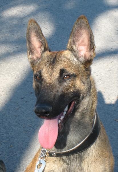 https://images.dog.ceo/breeds/malinois/n02105162_1757.jpg