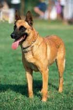 https://images.dog.ceo/breeds/malinois/n02105162_2223.jpg