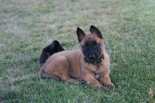 https://images.dog.ceo/breeds/malinois/n02105162_2714.jpg