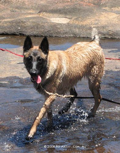 https://images.dog.ceo/breeds/malinois/n02105162_2757.jpg