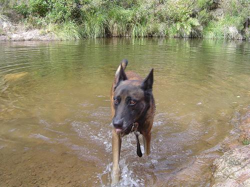 https://images.dog.ceo/breeds/malinois/n02105162_2873.jpg