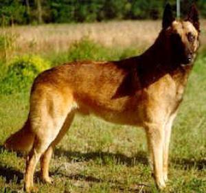 https://images.dog.ceo/breeds/malinois/n02105162_2942.jpg