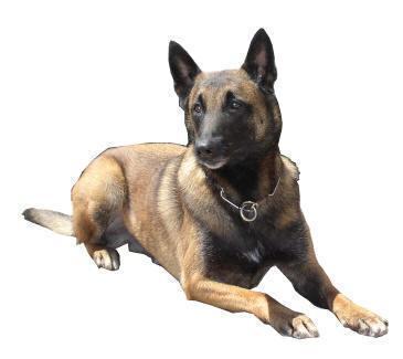 https://images.dog.ceo/breeds/malinois/n02105162_3016.jpg