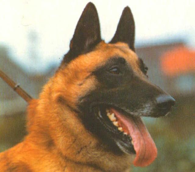 https://images.dog.ceo/breeds/malinois/n02105162_3925.jpg