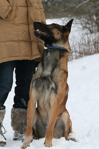 https://images.dog.ceo/breeds/malinois/n02105162_4200.jpg