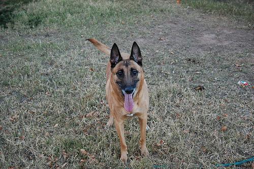 https://images.dog.ceo/breeds/malinois/n02105162_4361.jpg