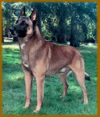 https://images.dog.ceo/breeds/malinois/n02105162_4569.jpg