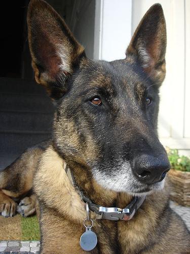 https://images.dog.ceo/breeds/malinois/n02105162_4738.jpg