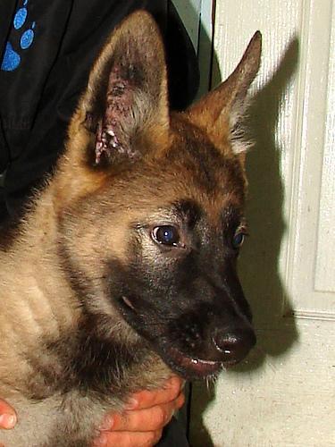 https://images.dog.ceo/breeds/malinois/n02105162_5186.jpg