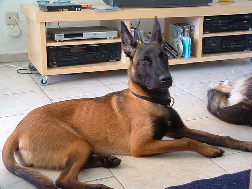 https://images.dog.ceo/breeds/malinois/n02105162_5307.jpg