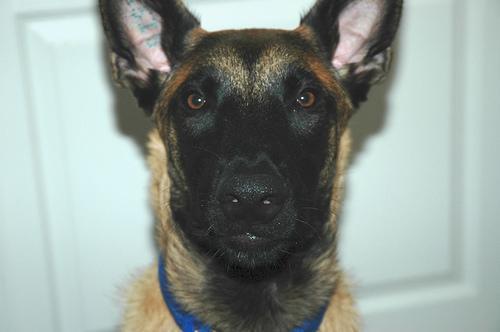 https://images.dog.ceo/breeds/malinois/n02105162_5328.jpg