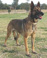 https://images.dog.ceo/breeds/malinois/n02105162_5370.jpg