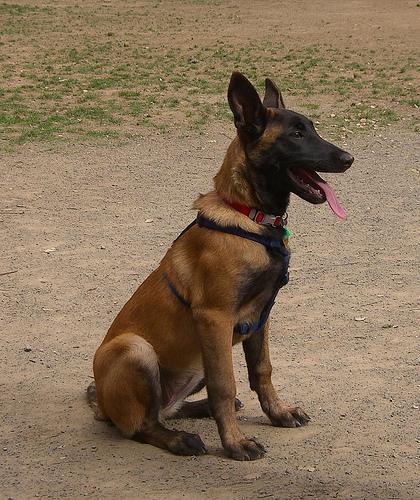 https://images.dog.ceo/breeds/malinois/n02105162_5385.jpg