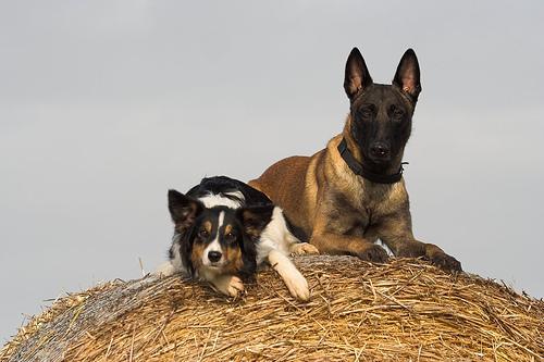 https://images.dog.ceo/breeds/malinois/n02105162_5417.jpg