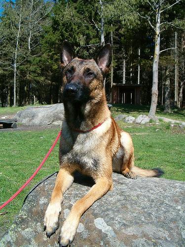 https://images.dog.ceo/breeds/malinois/n02105162_5423.jpg