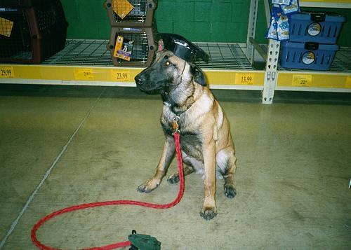 https://images.dog.ceo/breeds/malinois/n02105162_5462.jpg