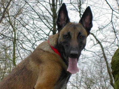 https://images.dog.ceo/breeds/malinois/n02105162_5548.jpg