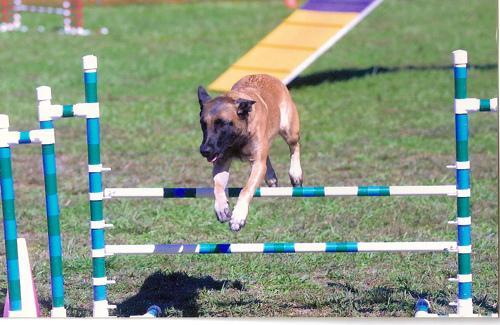 https://images.dog.ceo/breeds/malinois/n02105162_5600.jpg