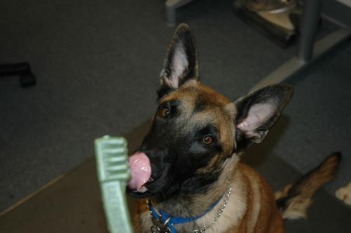 https://images.dog.ceo/breeds/malinois/n02105162_5667.jpg