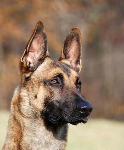 https://images.dog.ceo/breeds/malinois/n02105162_5680.jpg