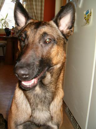 https://images.dog.ceo/breeds/malinois/n02105162_5785.jpg