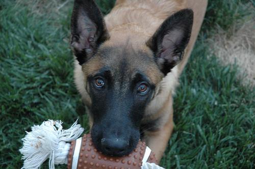 https://images.dog.ceo/breeds/malinois/n02105162_5800.jpg