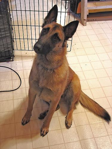 https://images.dog.ceo/breeds/malinois/n02105162_5802.jpg