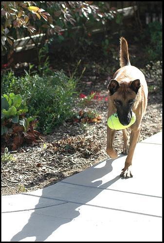 https://images.dog.ceo/breeds/malinois/n02105162_6081.jpg