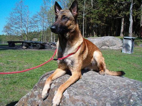 https://images.dog.ceo/breeds/malinois/n02105162_6106.jpg