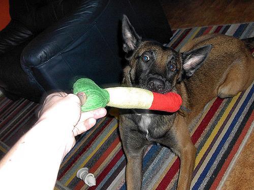 https://images.dog.ceo/breeds/malinois/n02105162_6116.jpg