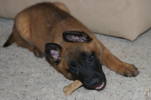 https://images.dog.ceo/breeds/malinois/n02105162_6134.jpg