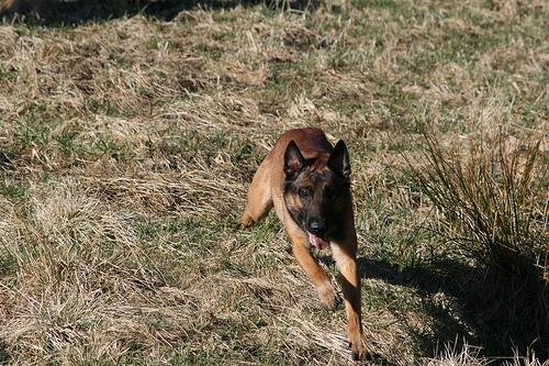 https://images.dog.ceo/breeds/malinois/n02105162_6220.jpg