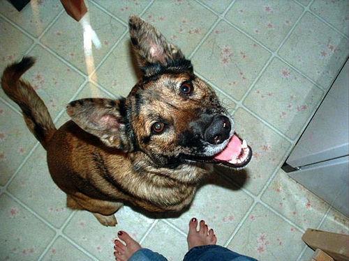 https://images.dog.ceo/breeds/malinois/n02105162_6236.jpg